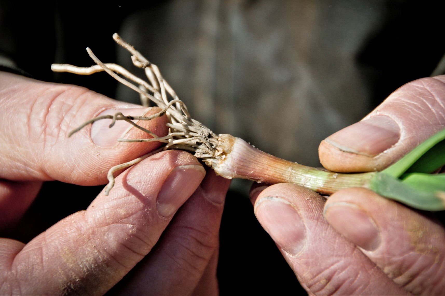 To hænder holder en plante og fremviser roden