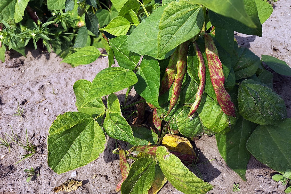 Borlotti-bønnen
