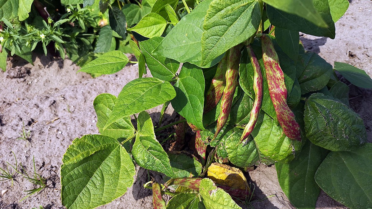 Borlotti-bønnen