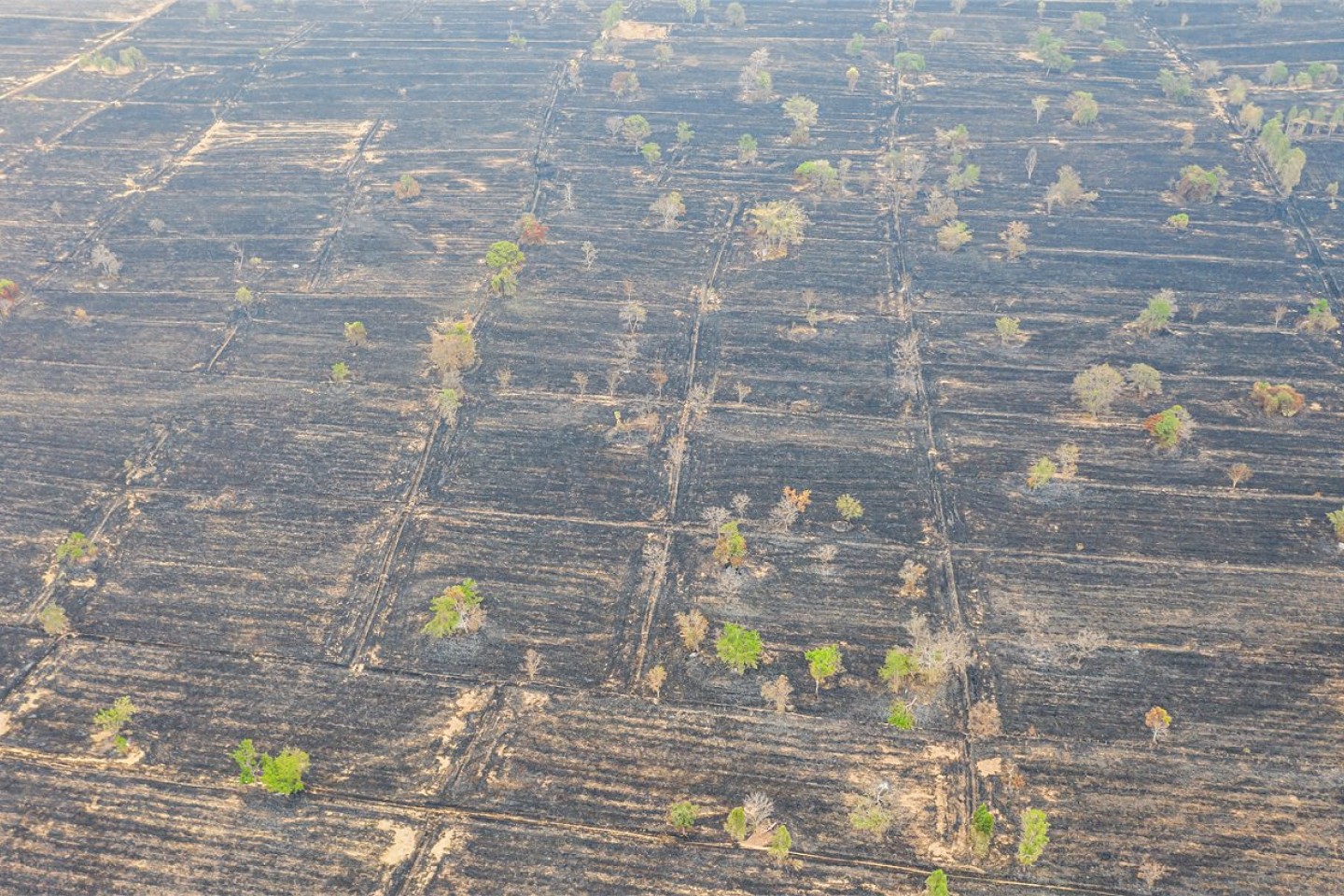 Et luftfoto af rismarker, der har været i brand