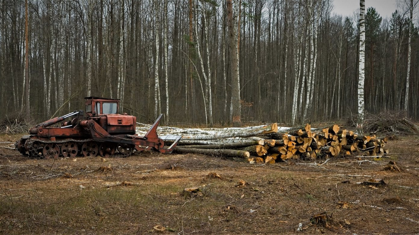 En maskine er ved at samle fældede træer