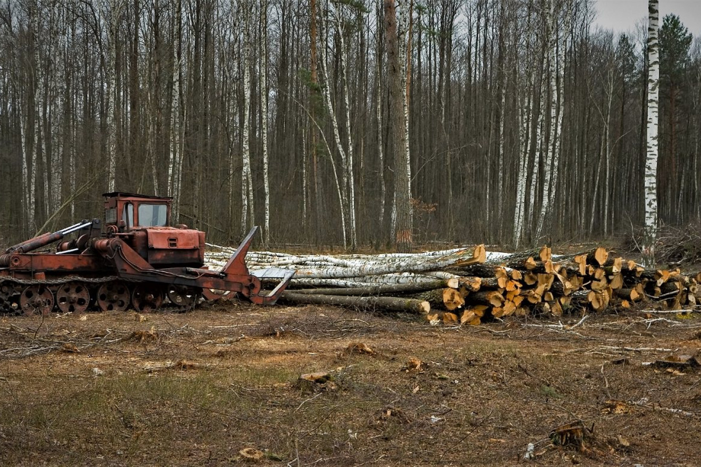 En maskine er ved at samle fældede træer