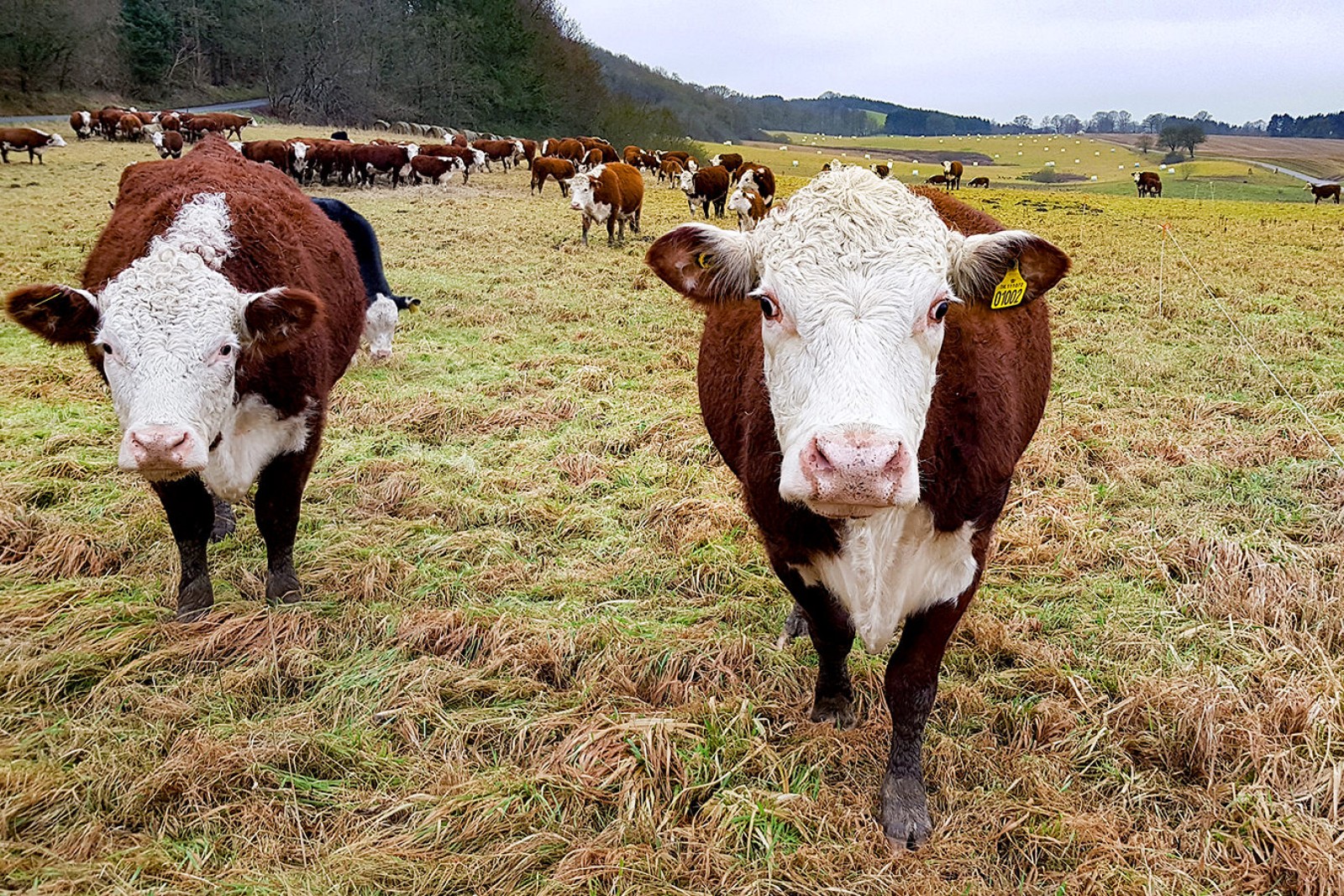 Hereford-besætningen på Eskelyst