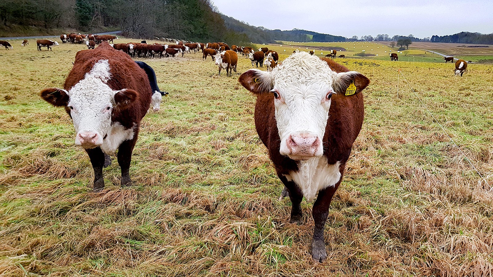 Hereford-besætningen på Eskelyst