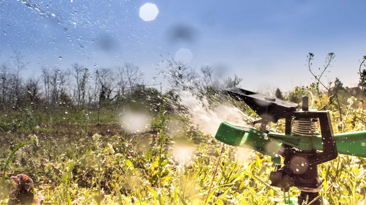 En sprinkler sprøjter vand på planter