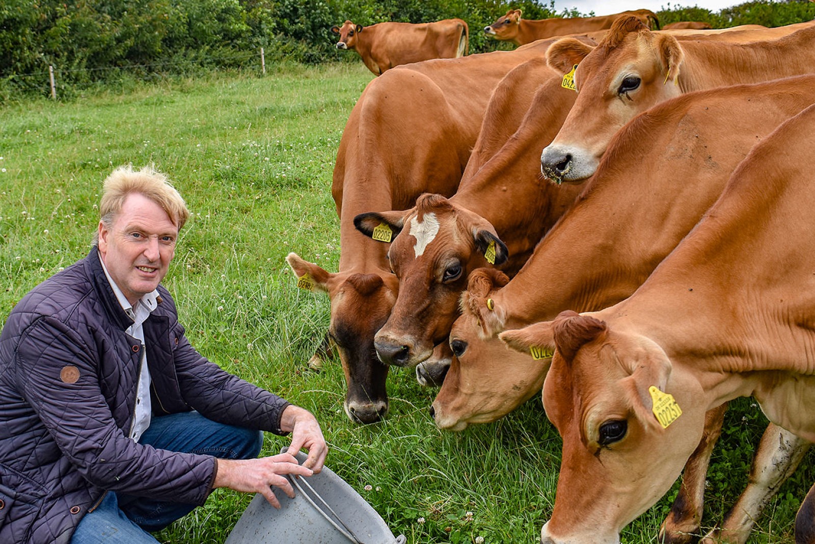 Svend Brodersen fodrer køer på græsmark