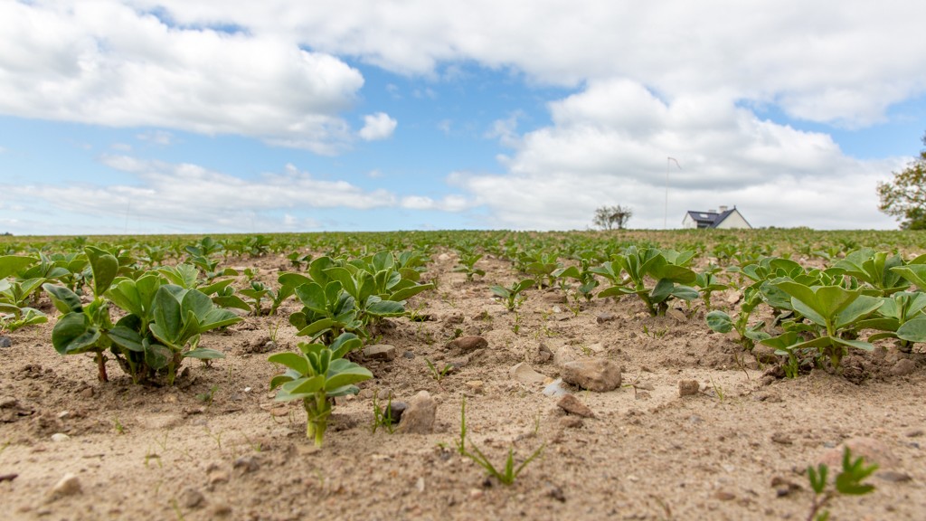 Hestebønner til foder fylder i øjeblikket 20 hektar. Efter endt øko-omlægning, er det meningen, at gårdens hestebønnerne skal gå til konsum