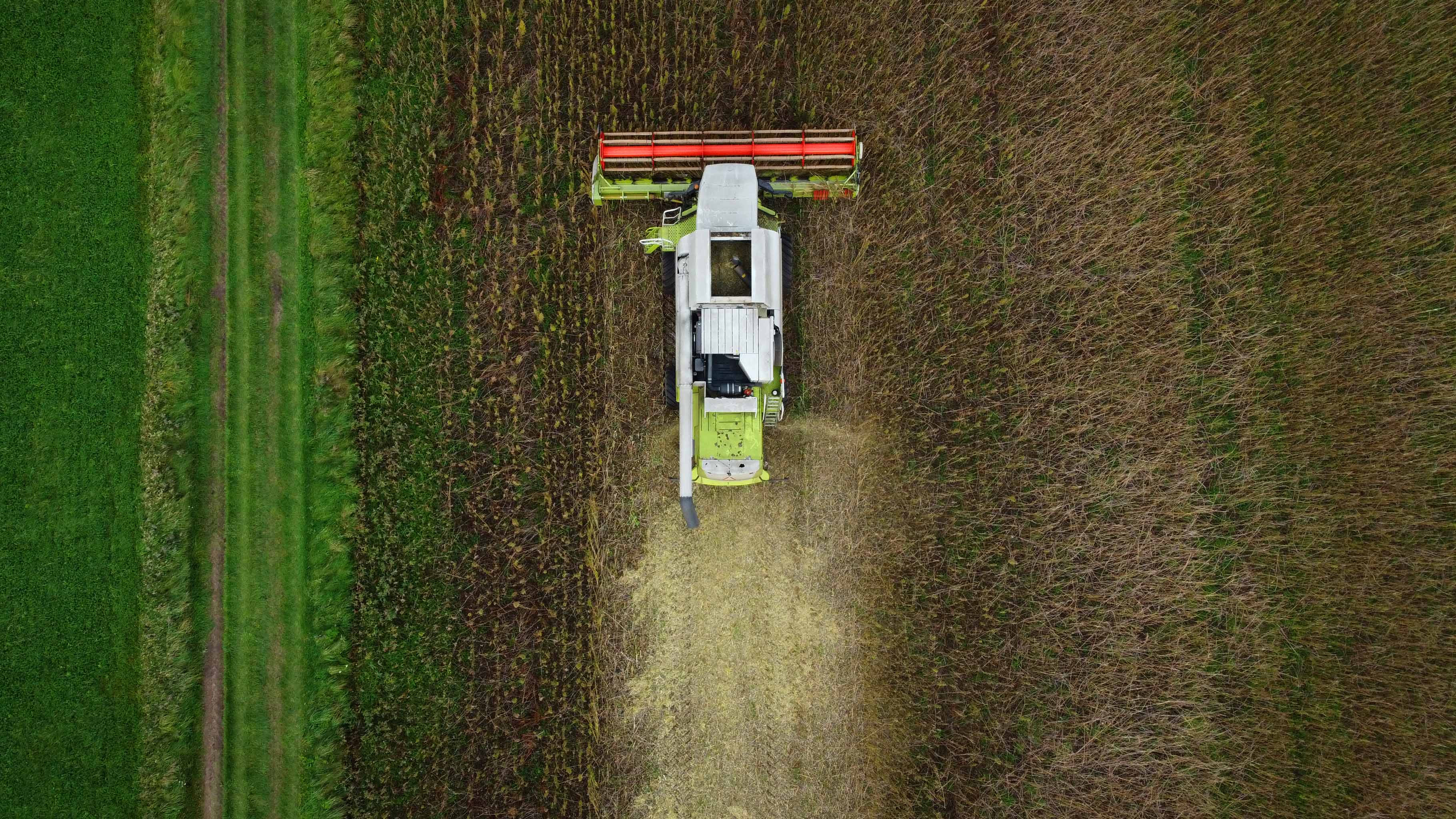 Dronefoto af en mejetærsker, der høster en hampmark