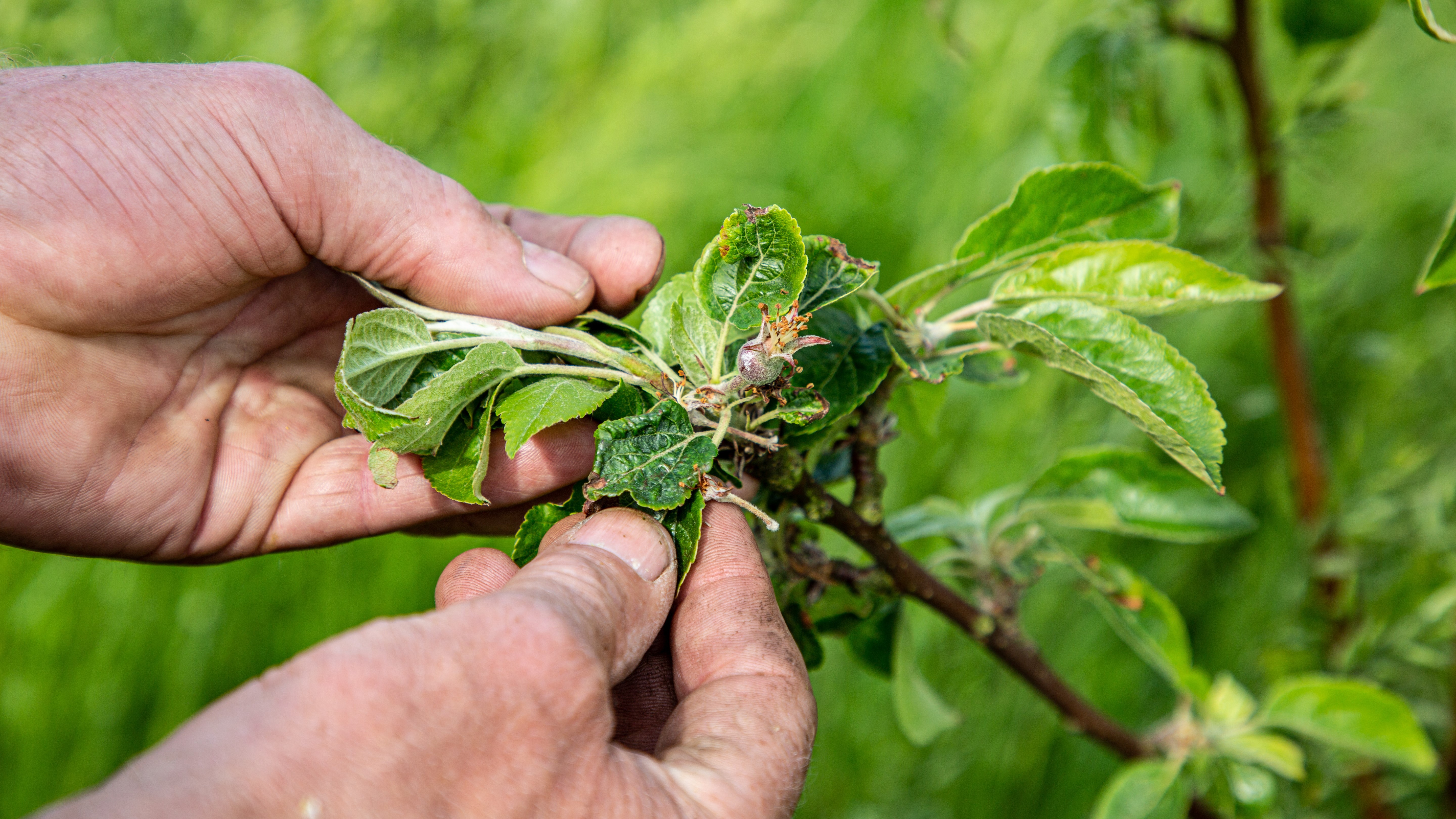 Nærbillede af blomsten på et æbletræ