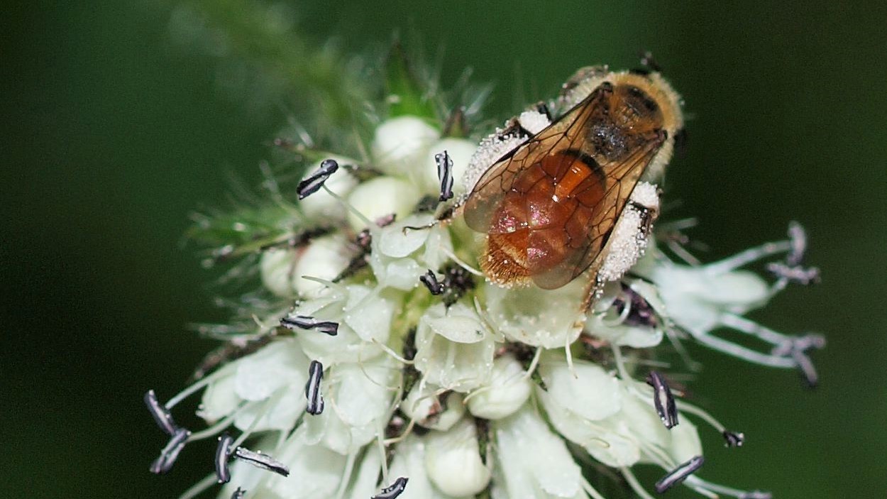 En vild bi sidder på en blomst
