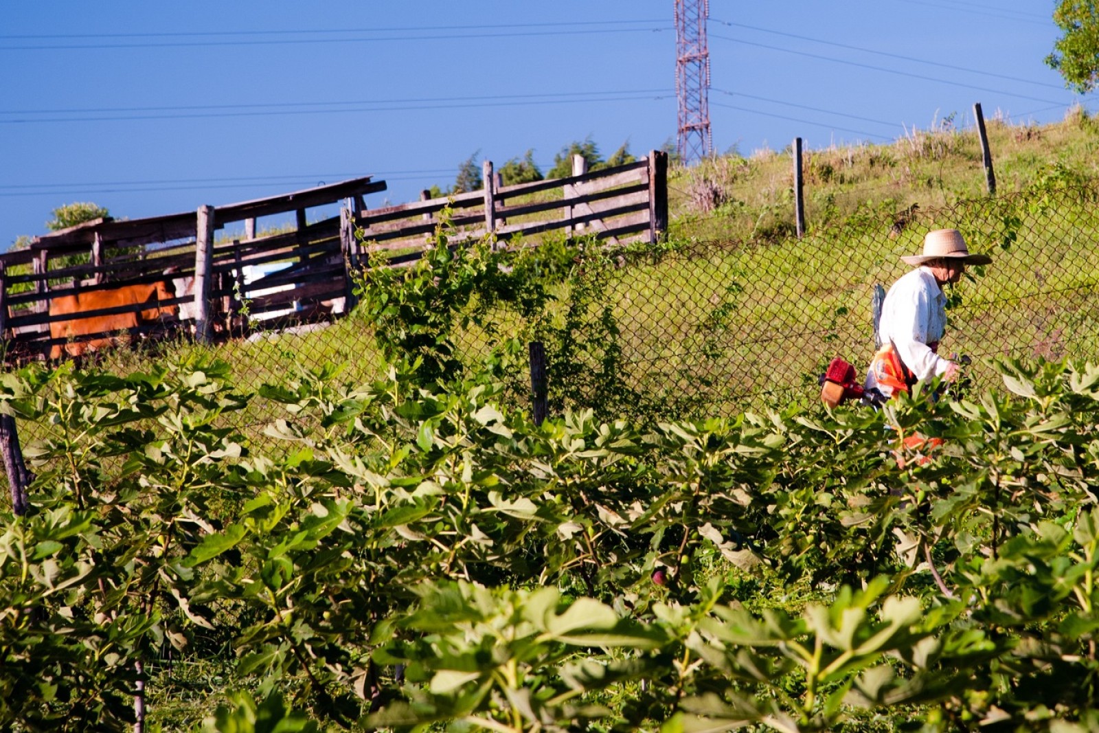 Argentinsk bonde i marken