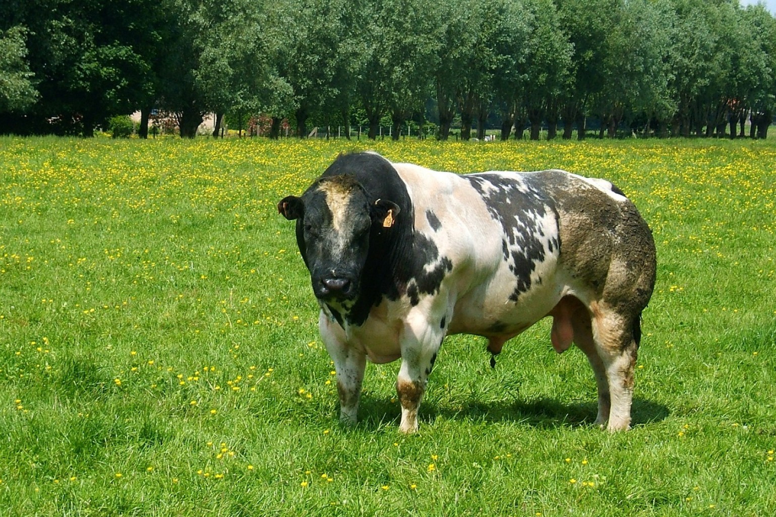 Tyr af racen blåkvæg