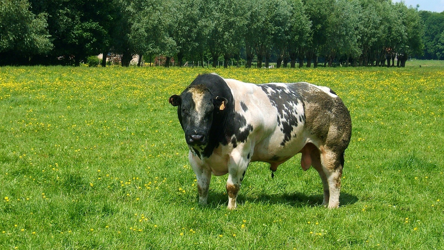 Tyr af racen blåkvæg