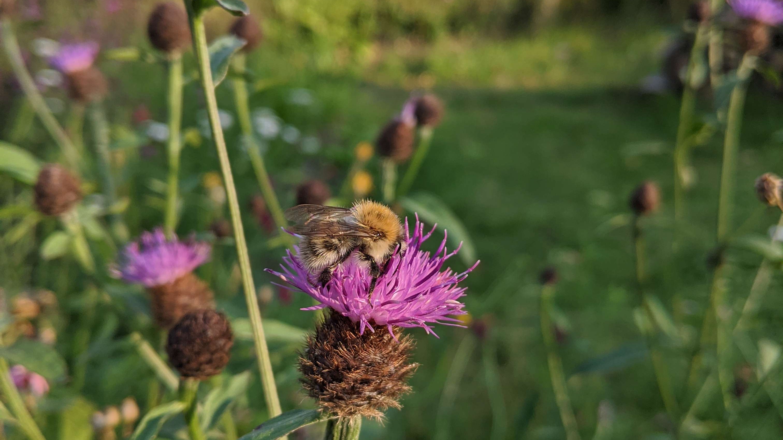 Katrine Turner anbefaler, at man undlader at slå en zone af græsplænen med mange kløverplanter, der så kan få lov at blomstre