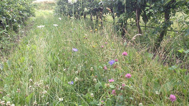 Blomsterstribe med forskellige blomster mellem træer