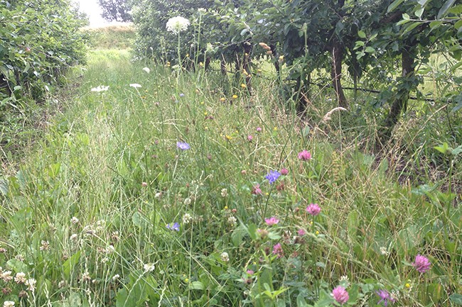 Blomsterstribe med forskellige blomster mellem træer