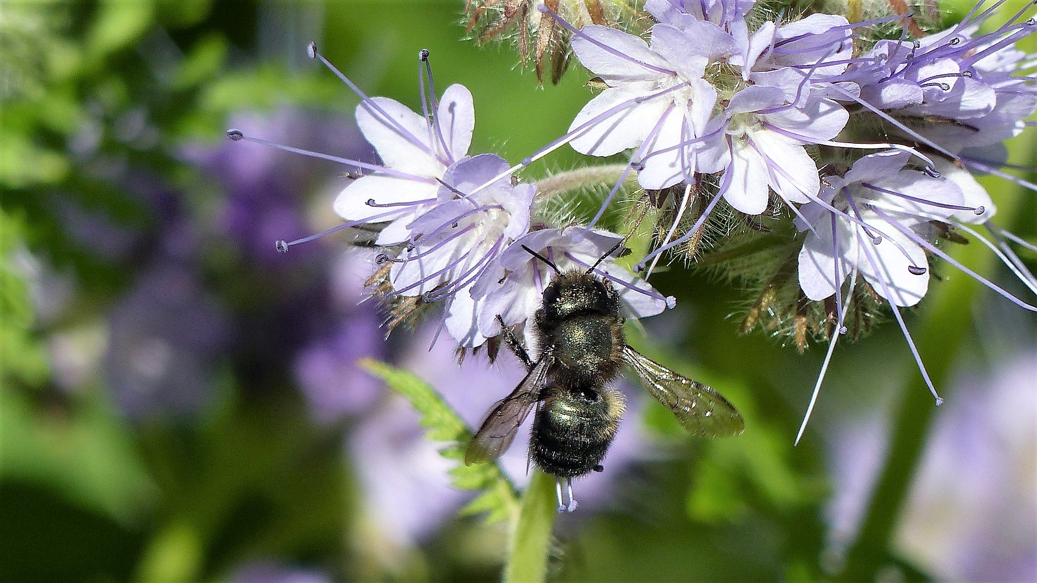 En blå plantebi sidder på en blomst