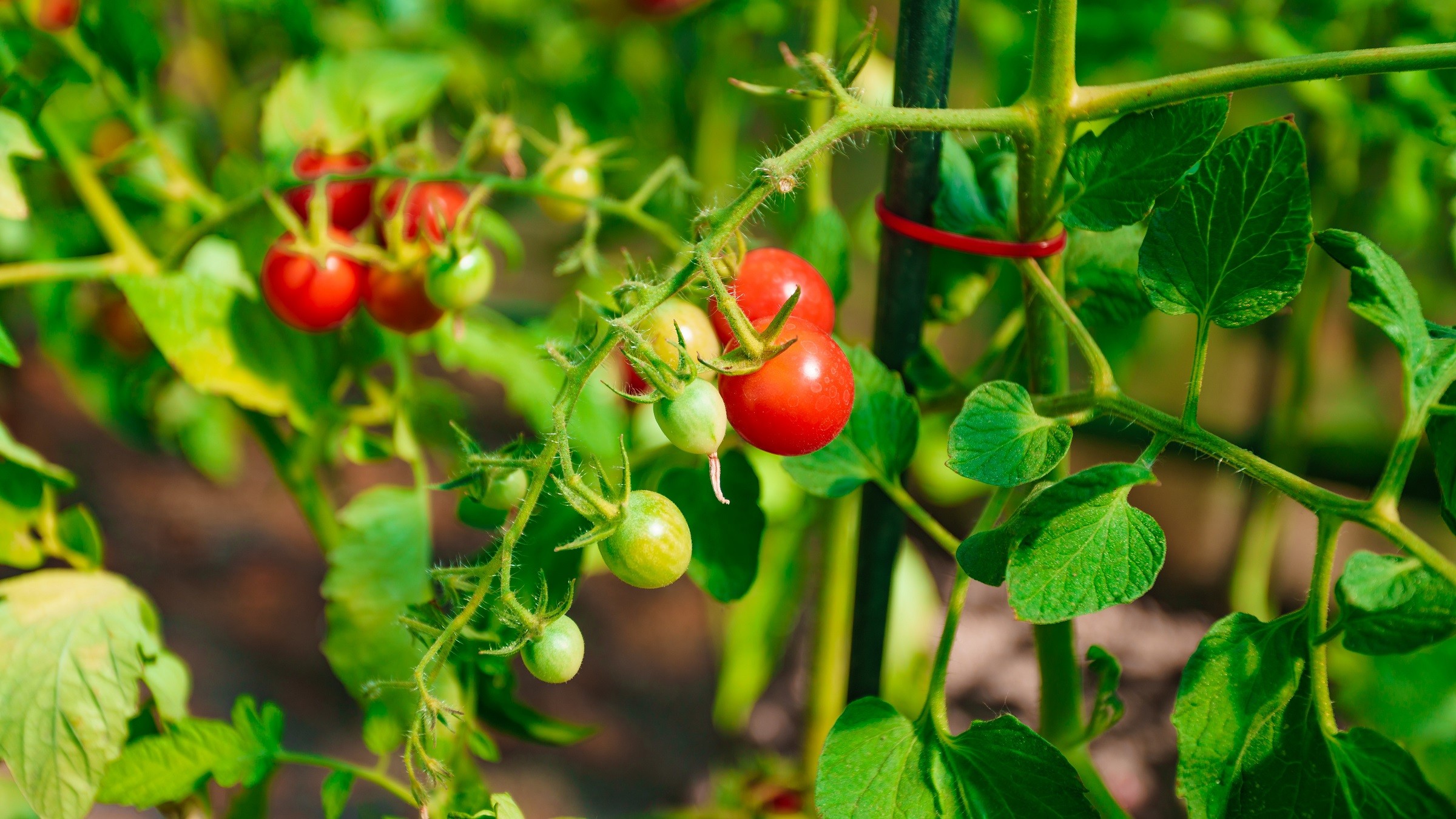 Tomatplante