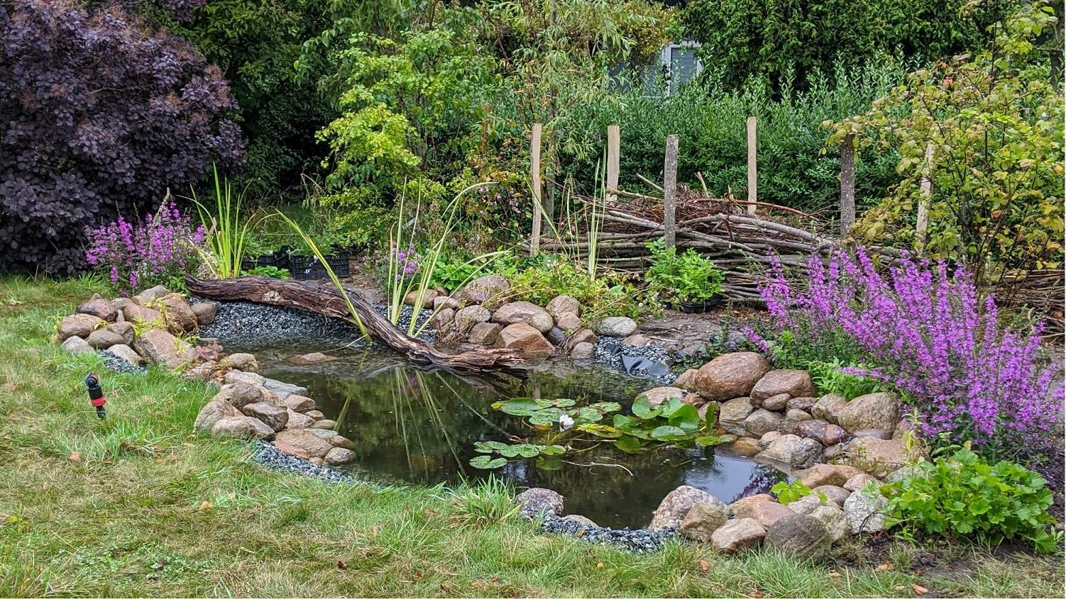 I løbet af sommeren 2020, søens første sæson, tog en masse nye beboere godt imod det nye levested. Vandkalve, rygsvømmere, butsnudede frøer og farvestrålende pragtvandnymfer flokkedes om søen