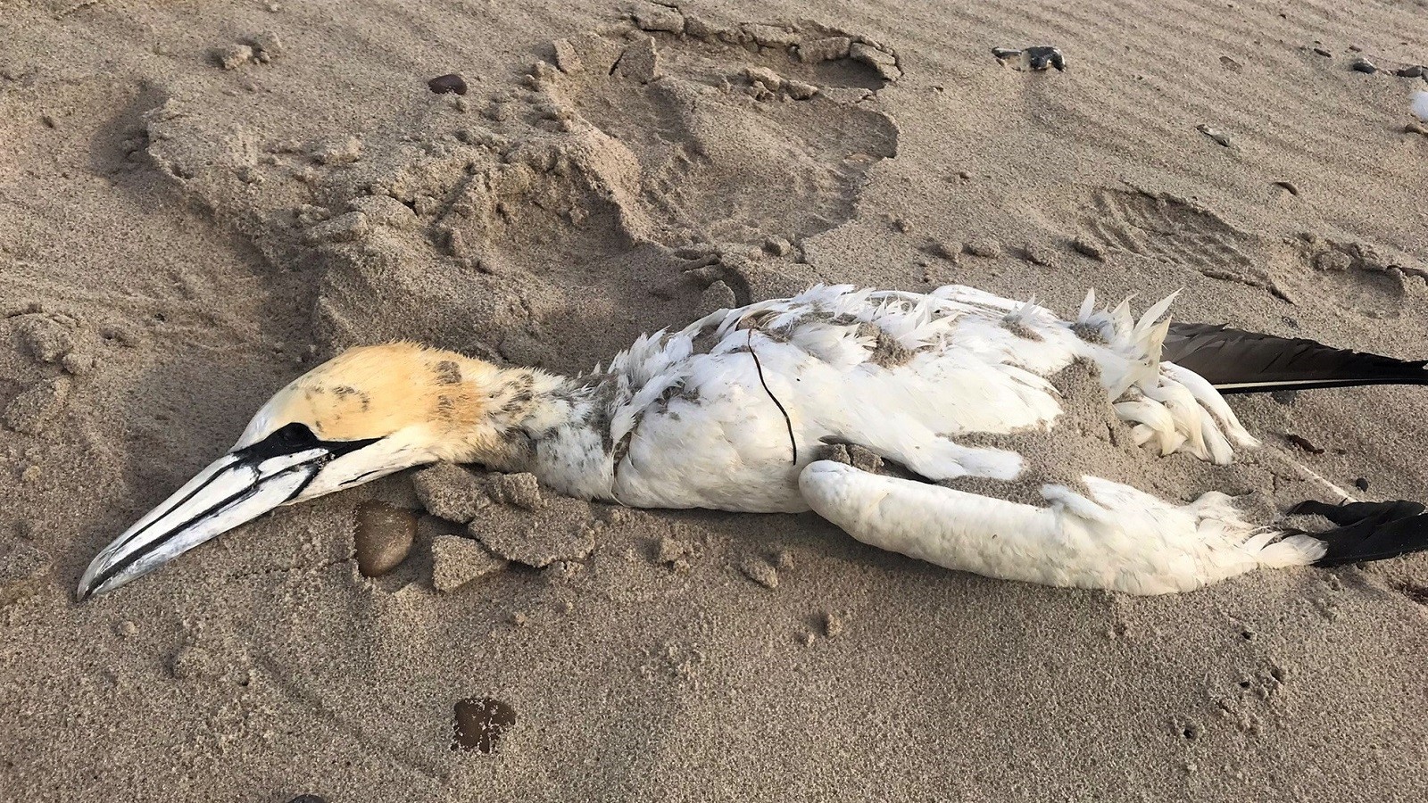 Død sule på strand