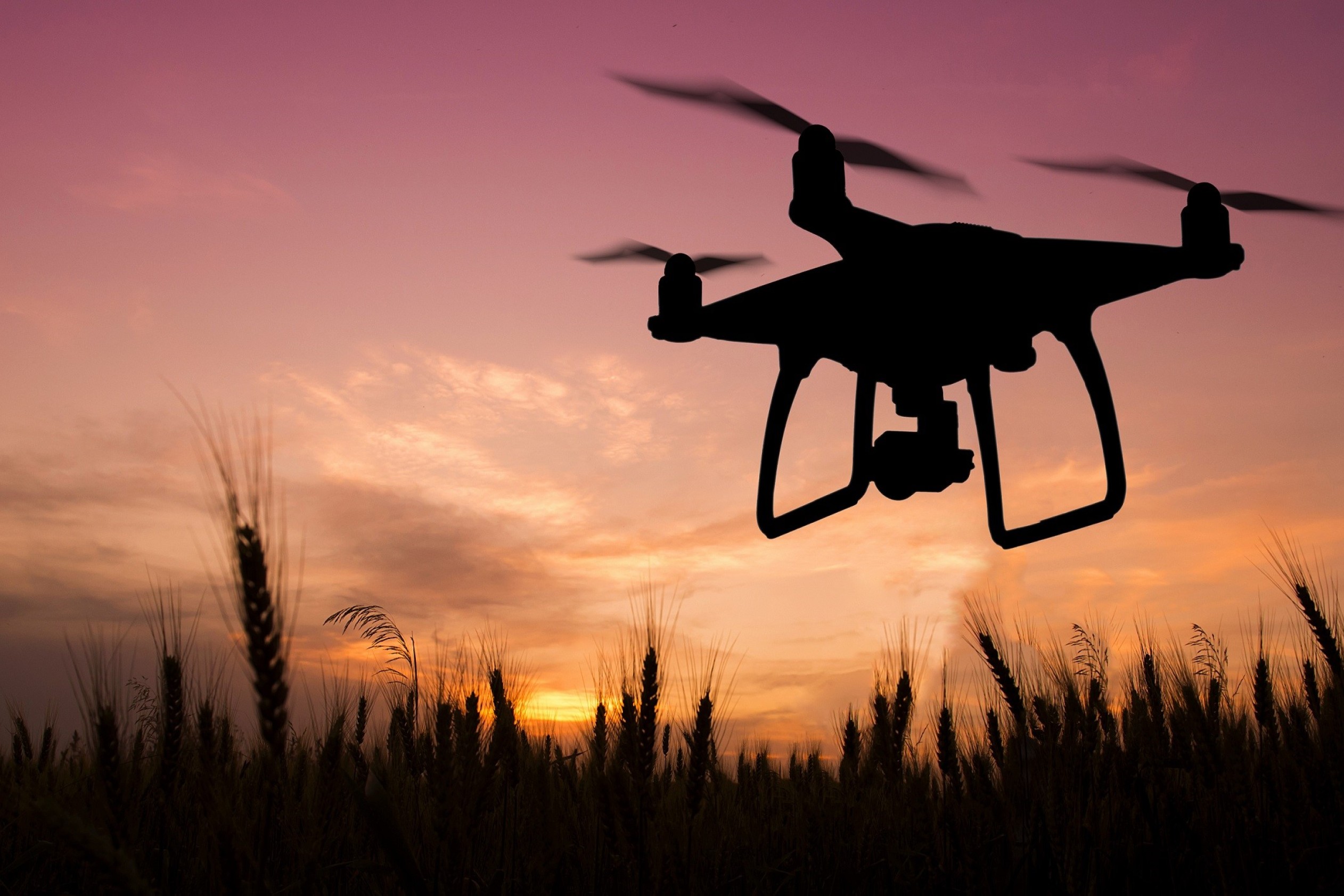 Drone flyver over kornmark
