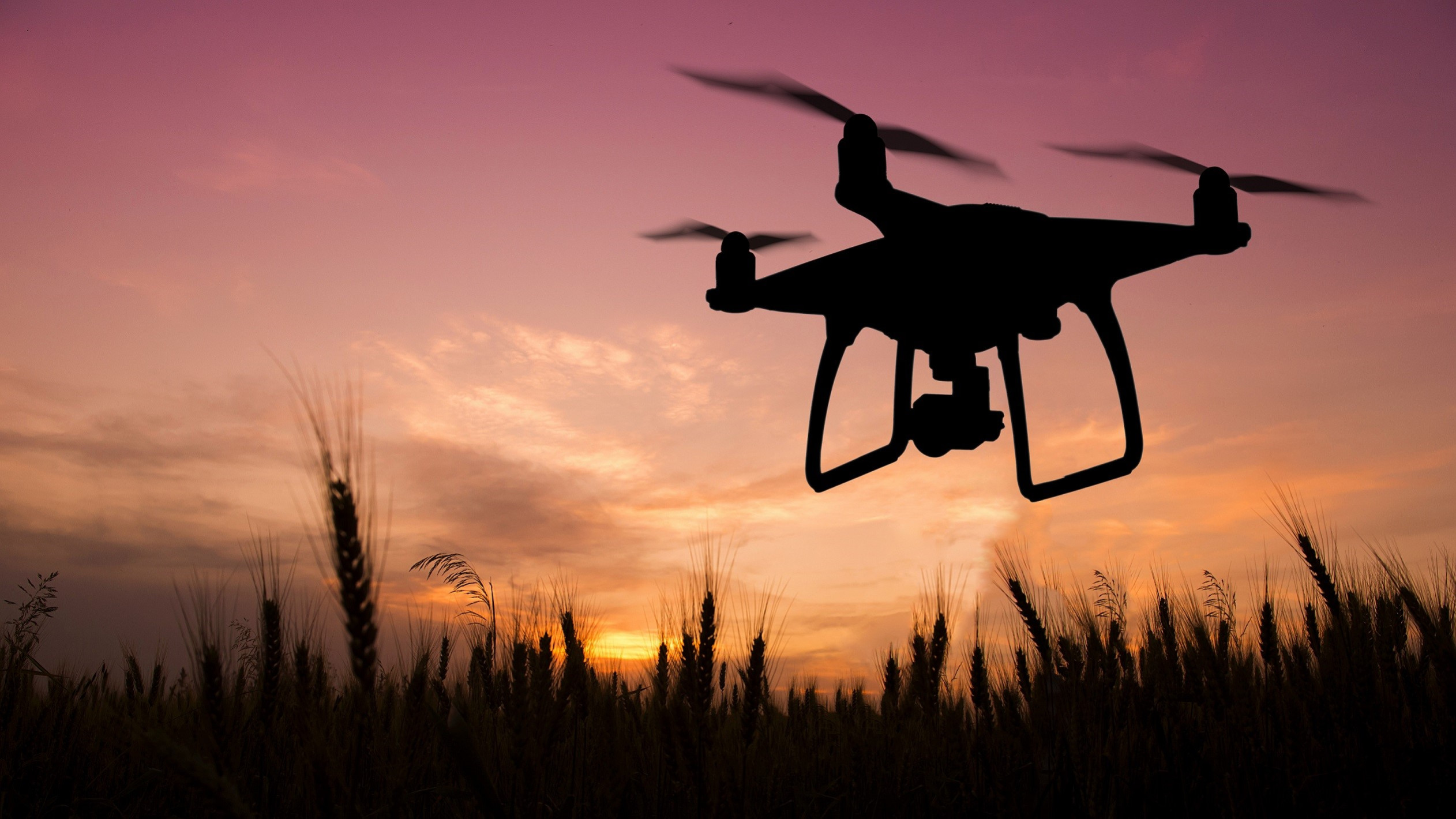Drone flyver over kornmark