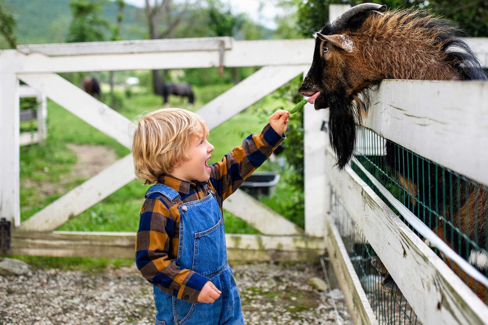 En dreng ser begejstret ud, idet han fodrer en ged