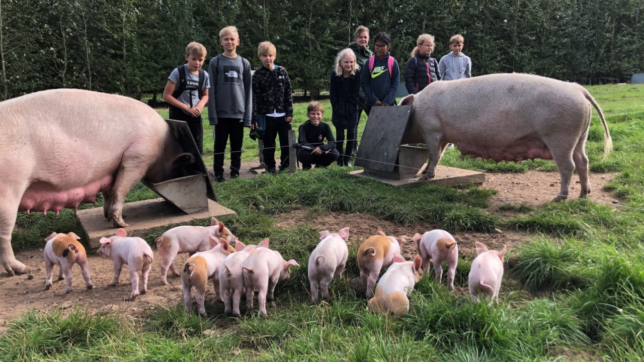 Elever kigger på grise der æder foder