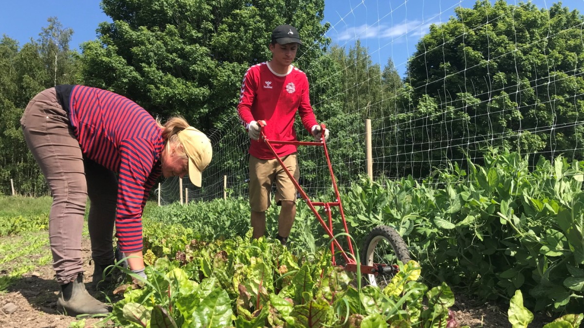 Nanna Thomsen og Christopher Lundgren renser rødbedebed for ukrudt.