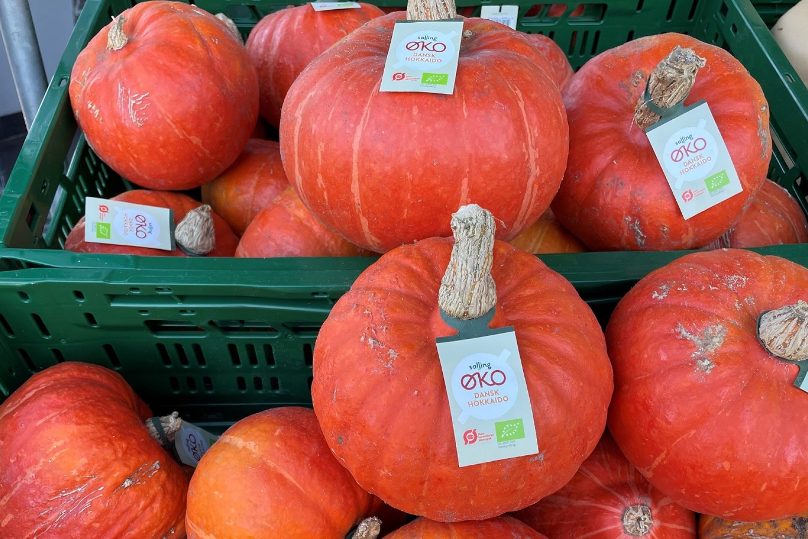 Spisegræskar hokkaido i Føtex