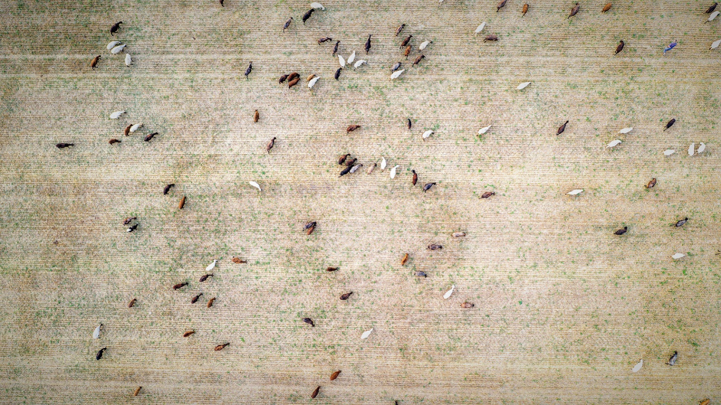 Dronebillede af græssende kvæg