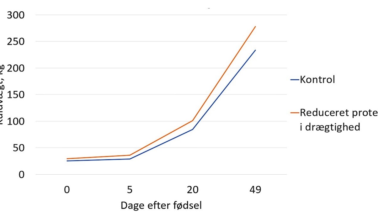 Forskel i kuldvægt hos søer, der har fået enten 76 g. råprotein pr. FEso eller 63 g pr. FEso i drægtighedsperioden