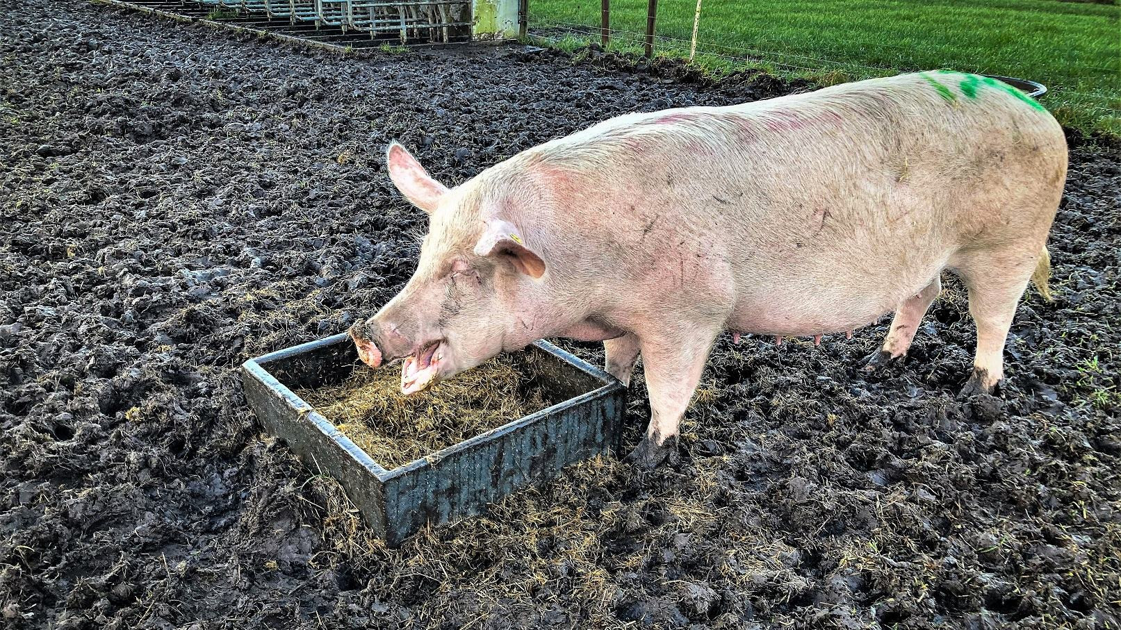 En gris spiser foder på sin fold