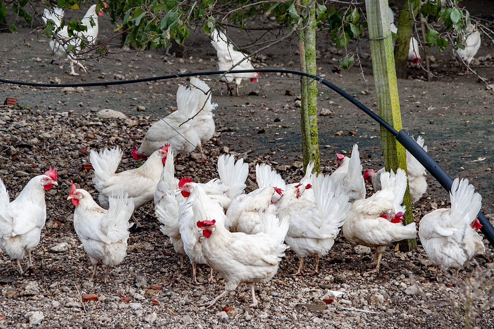 Høns i hønsegård