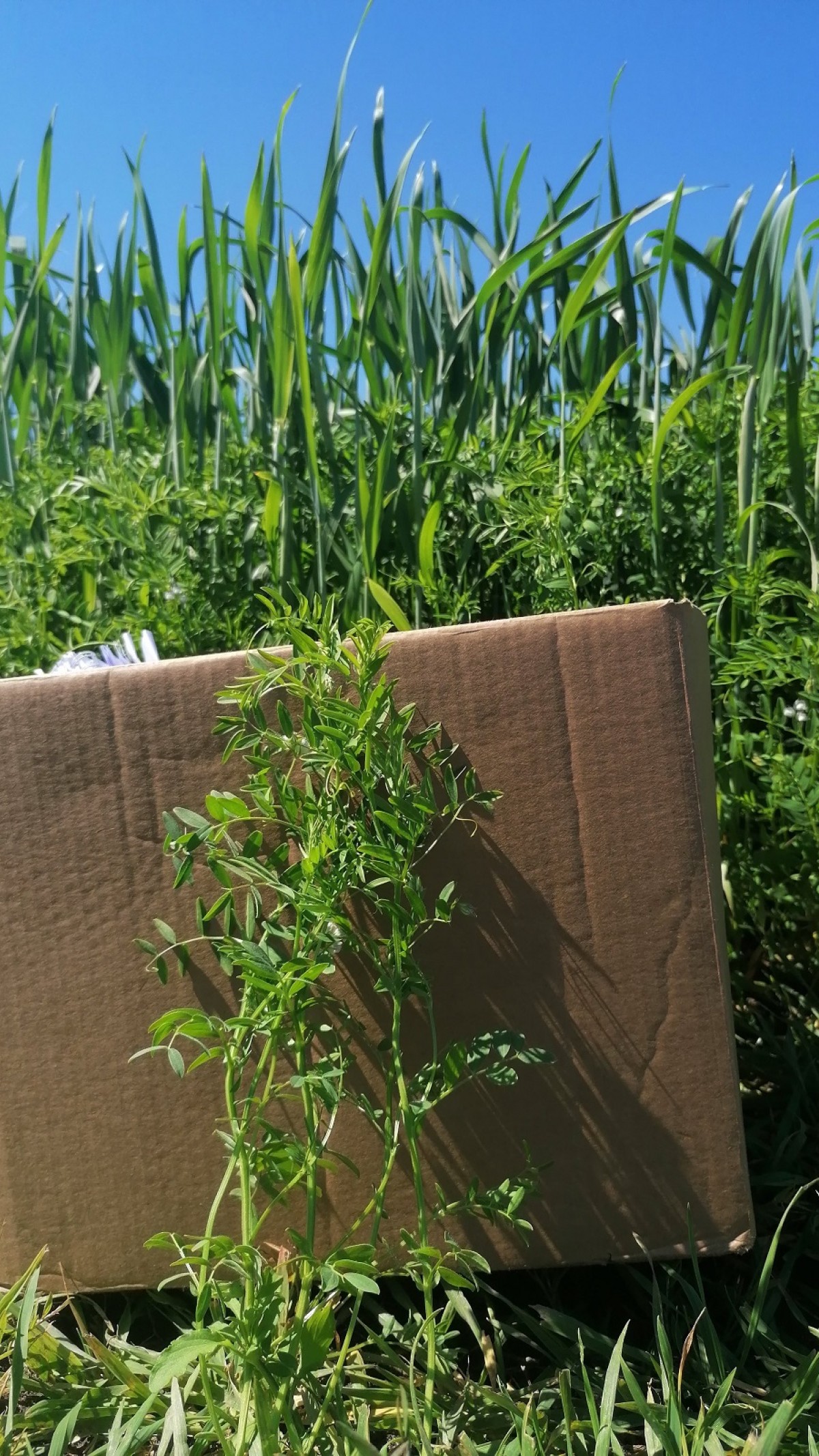 Linser, der har støttet sig til havre, blev i år næsten 15 cm højere, end linser i renbestand. Her i en forsøgsparcel hos Nordic Seed ved Odder