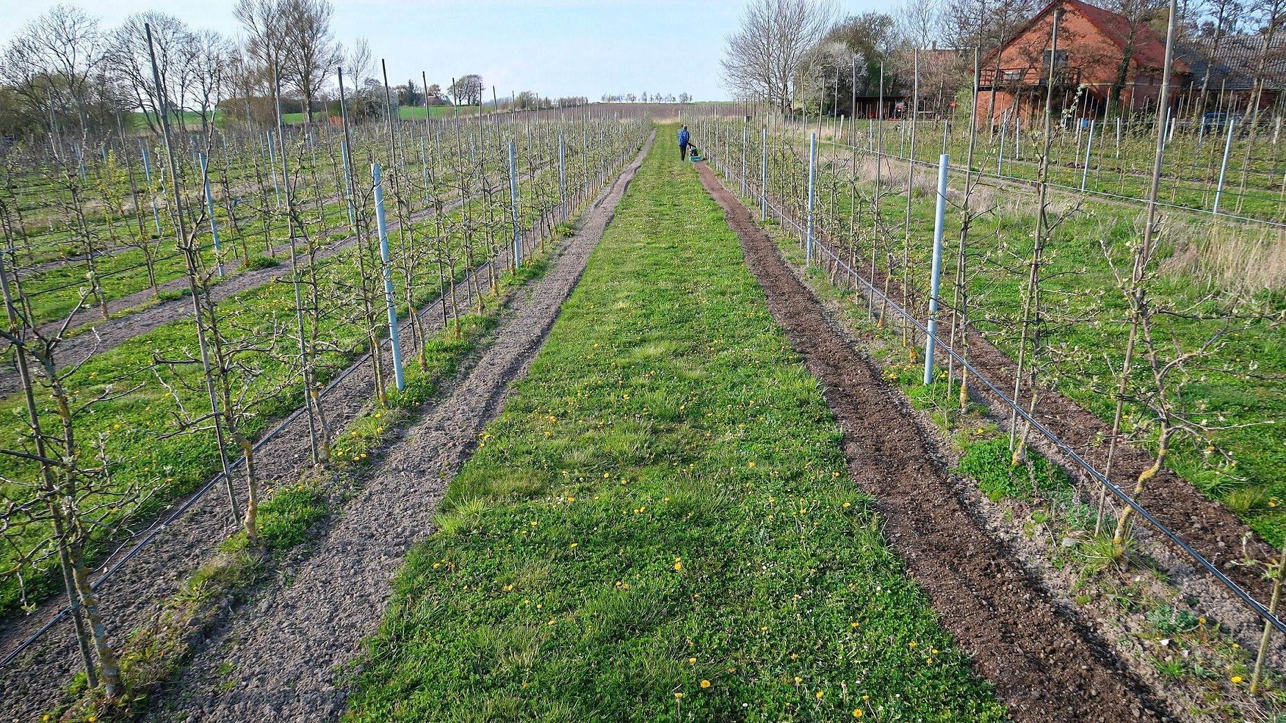 Træerne står på et 2,6 hektar stort, nærmest perfekt spot for æbledyrkning med blot 900 meter til Sælvig-bugten mod vest og to kilometer til Stavns Fjord mod øst. Her på den smalle del af Samsø er der sjældent frost på det kritiske tidspunkt sidst i april eller i maj, hvor træerne blomstrer