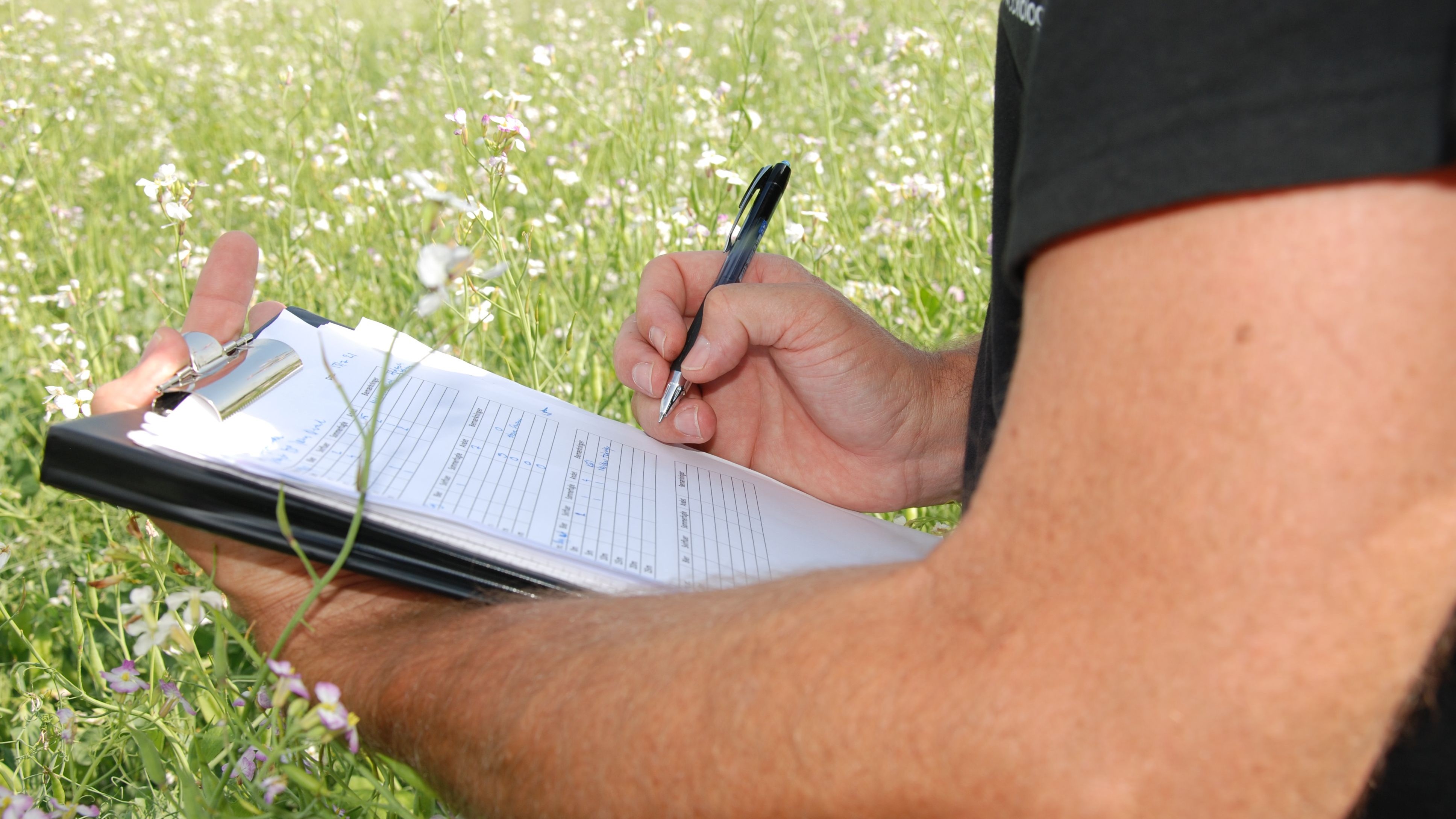 Insekterne bliver ikke artsbestemt men blot grupperet i sommerfugle, bier, fluer og andre insekter
