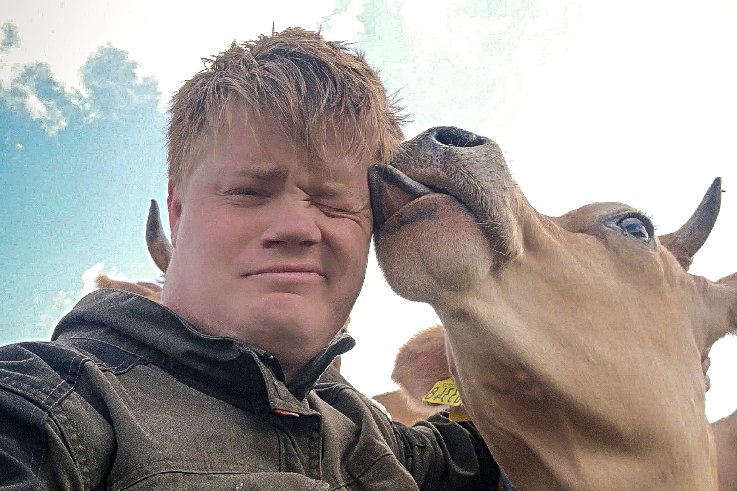 En ko slikker Jelmer Bloten i ansigtet