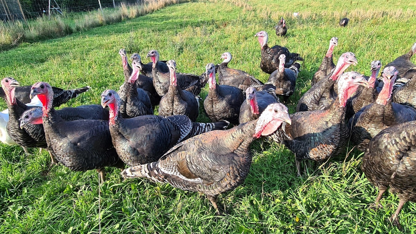 Kobber kalkuner på græsmark