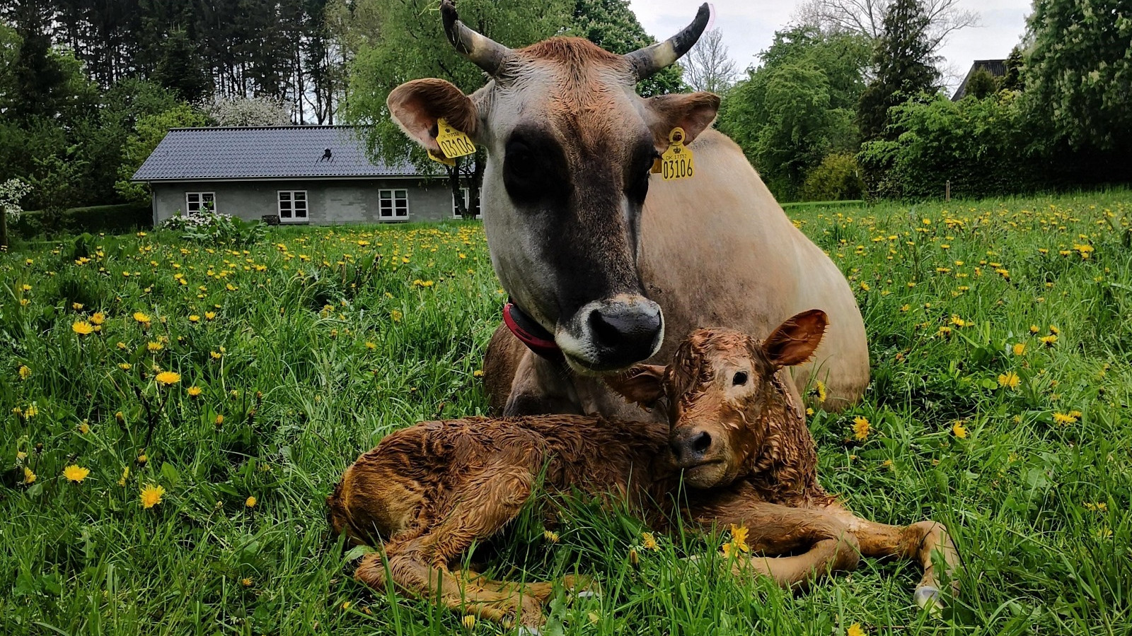 Køerne på Østerlund har horn, da gården bliver drevet efter de biodynamiske principper