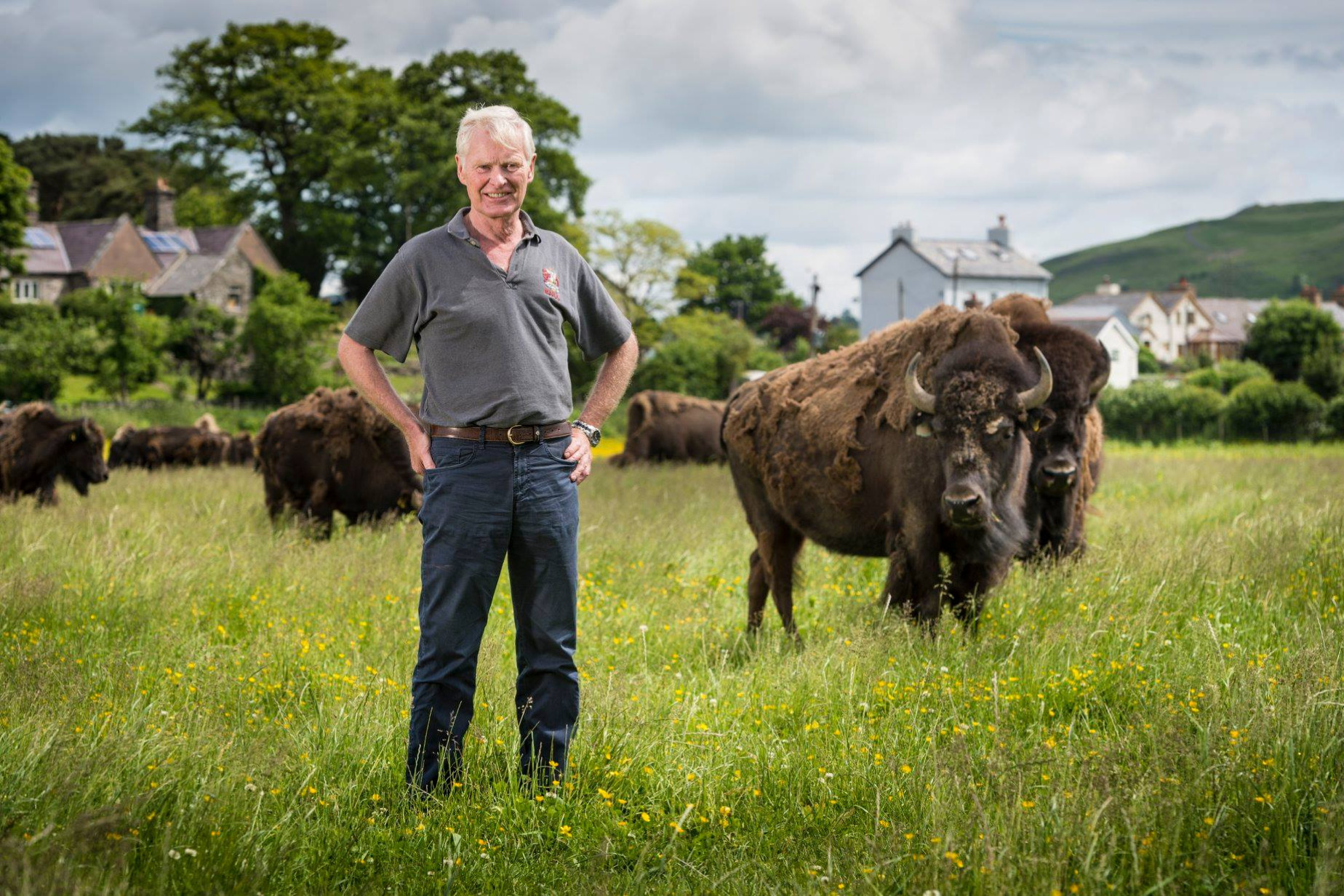 Lord Newborough står på en græsmark foran en flok bisonokser