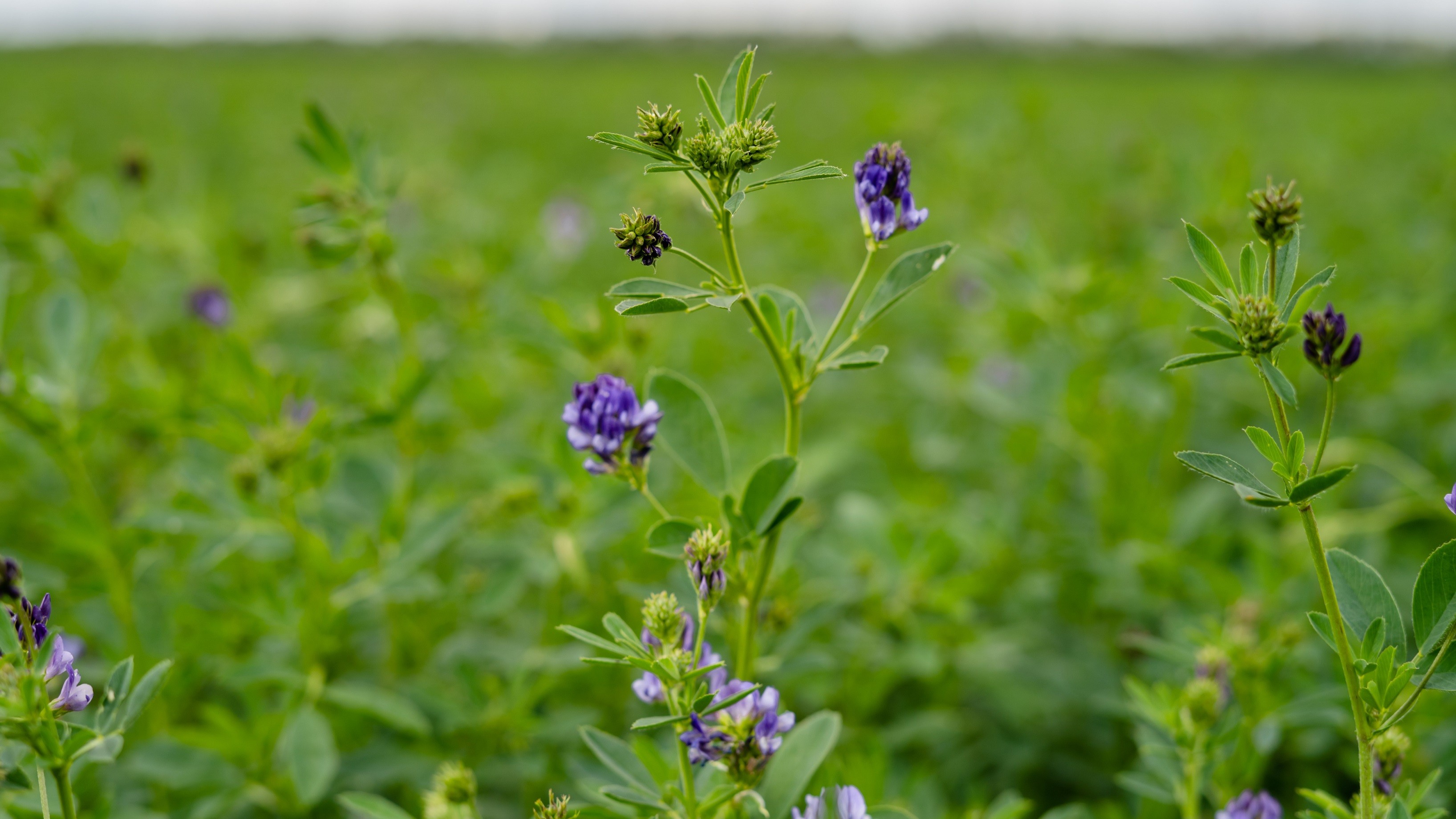 Lucerne-plante i blomst på mark