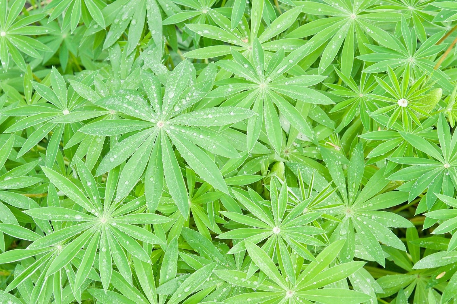 Lupin-planter