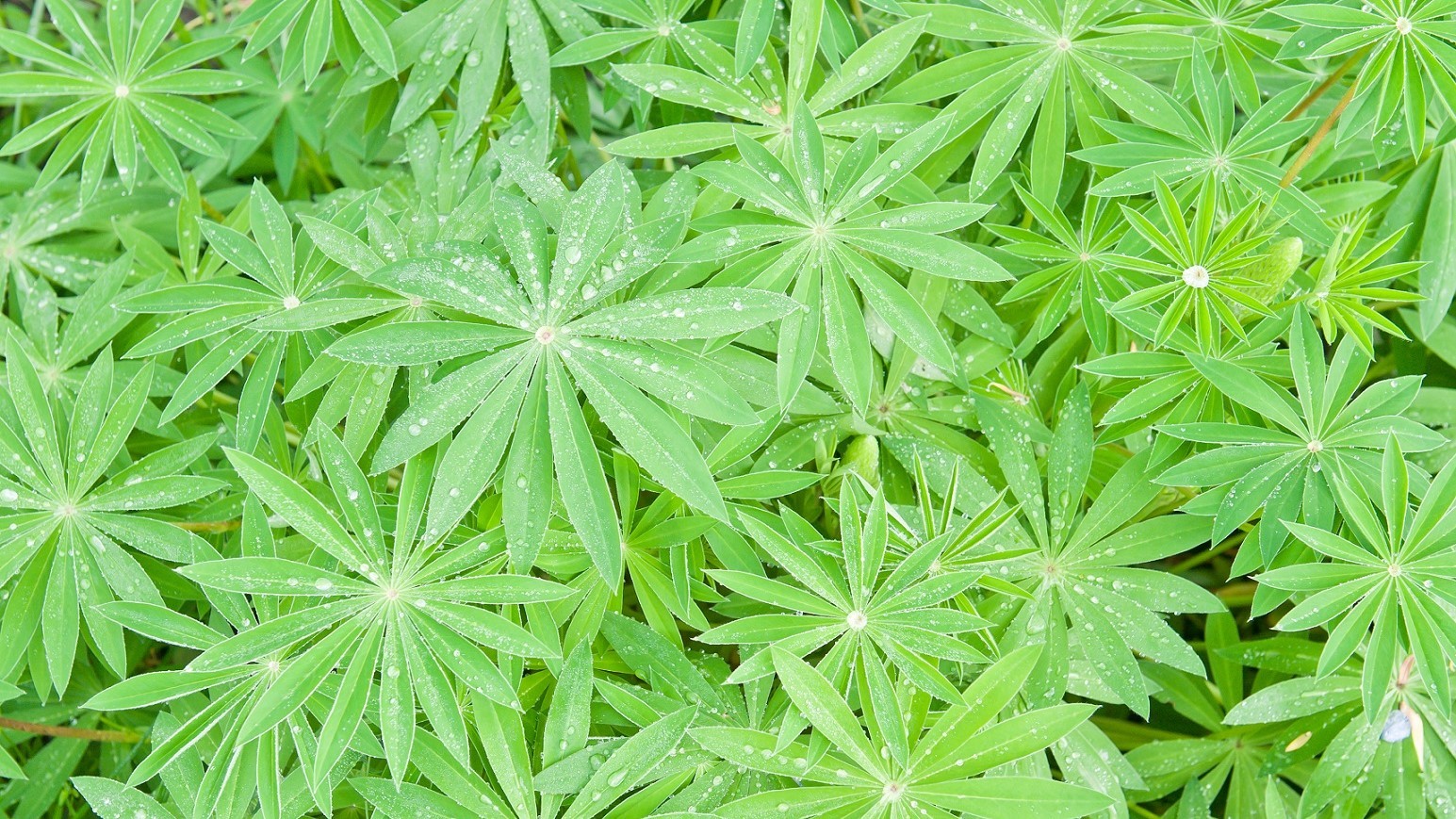 Lupin-planter