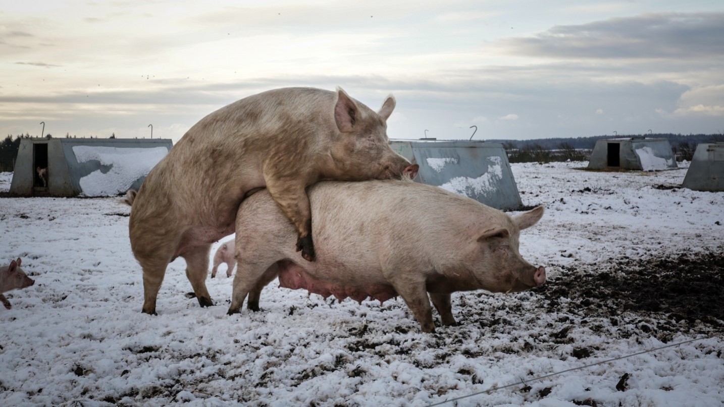 Alt foregår på friland: Løbning, faring, fravænning og for Trynen i Jorden-slagtesvinenes vedkommende også opfedning