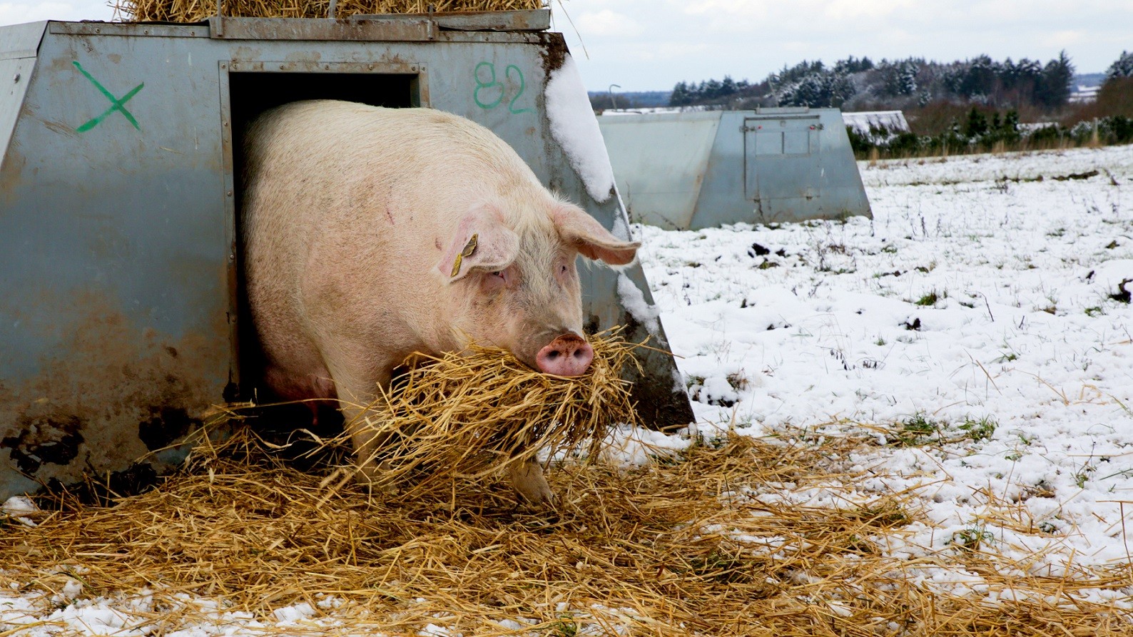En gris på friland med halm i munden