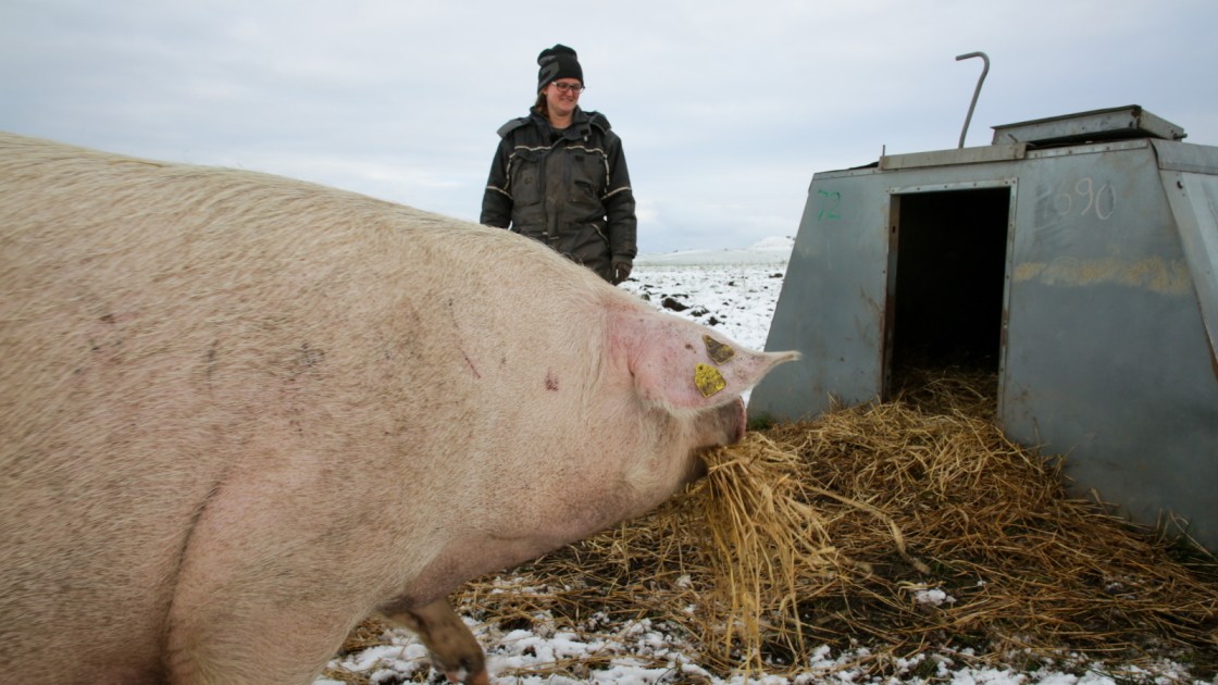 Trine Sund Kammersgaard på farremark, hvor so henter halm til at bygge rede