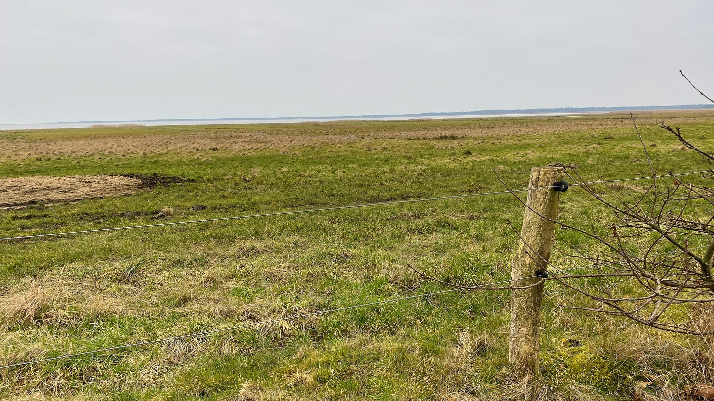 Naturpleje og oksekød er ikke det eneste, de store dyr bidrager med på arealerne - her ses Ho Bugt i horisonten. De giver bogstaveligt talt også næring til bedriftens dyrkede omdriftsjorder, idet deres gødning opsamles, når de i vinterhalvåret er på stald