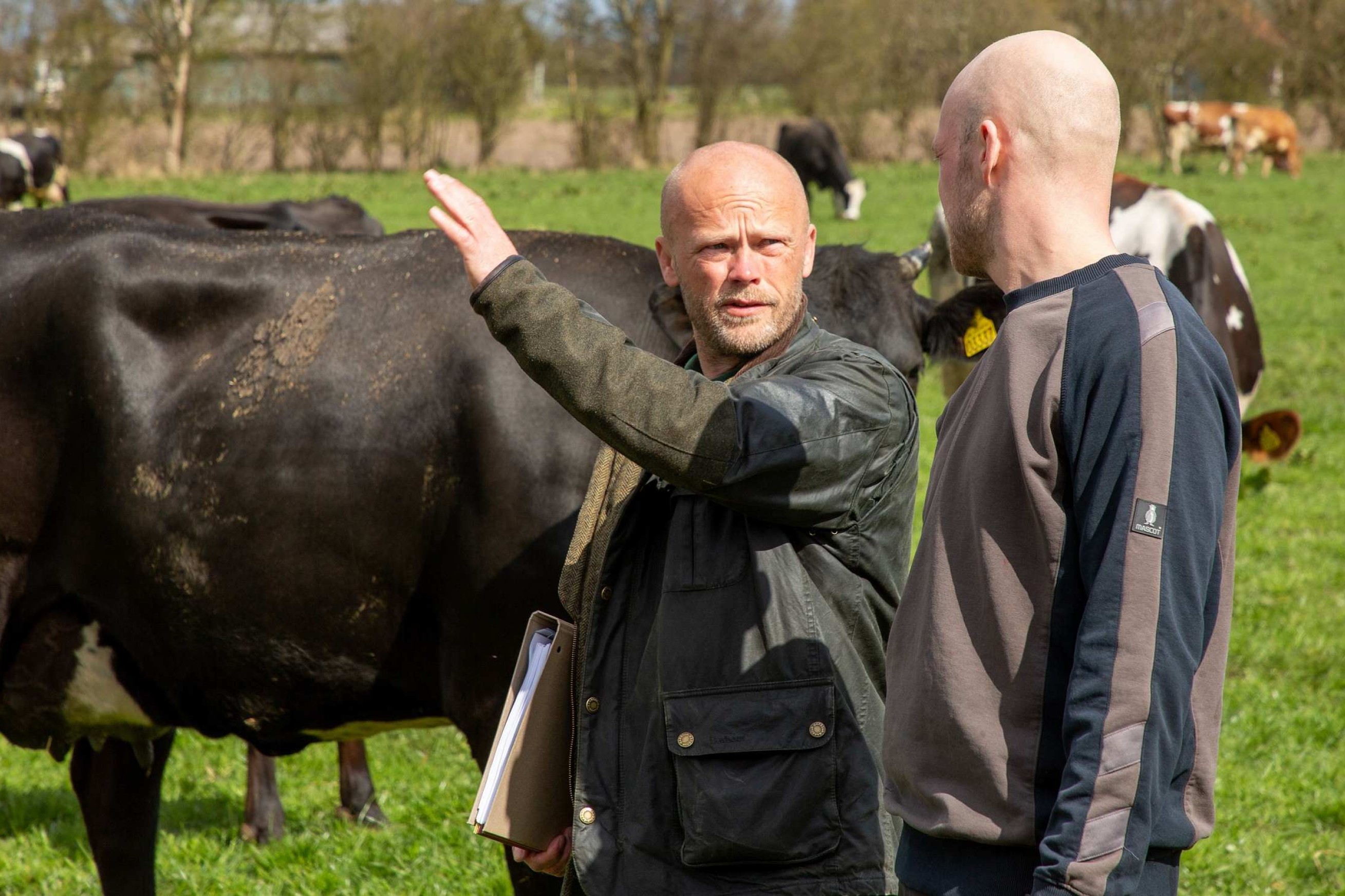 Jens Peter Hermansen står og fortæller noget til en landmand - køer ses i baggrunden