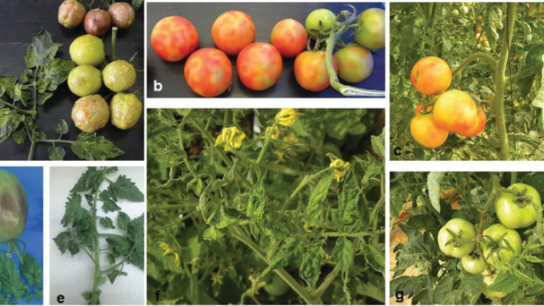 Billeder af tomater ramt af tomatskrumpevirus